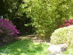 1 bambus3