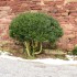 Pestujeme buxus. Ako sadiť, presádzať a polievať