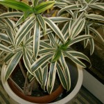 dracena