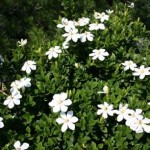 gardenia