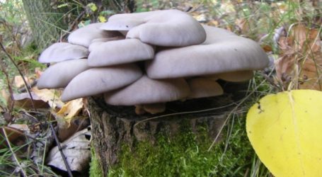 Ako pestovať doma hlivu ustricovú – video návod