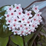 hoya-voskovka-2