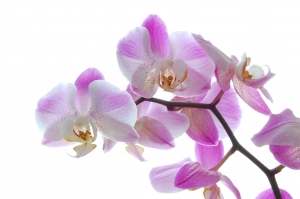 Orchidea, kvitnúca stálica našich okien
