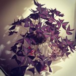 oxalis