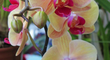 Ako správne pestovať orchideu – video návod