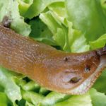 Alys Fowler: monster slugs